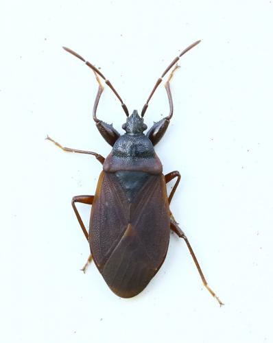 Gastrodes grossipes